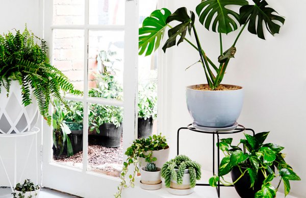 7 Plantas que Eliminam a Energia Negativa da Casa - Blog - Tozi Imóveis -  Casas à venda em Sinop, MT - toziimoveis.com.br